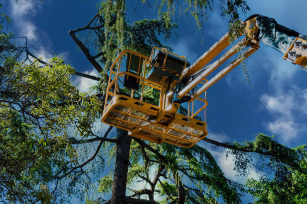 Professional Tree Services in Yorklyn, PA