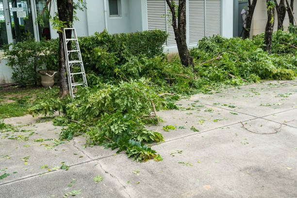 How Our Tree Care Process Works  in  Yorklyn, PA